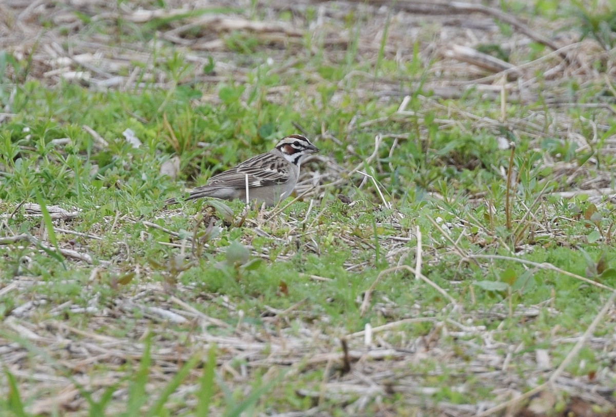 Lark Sparrow - ML27620421