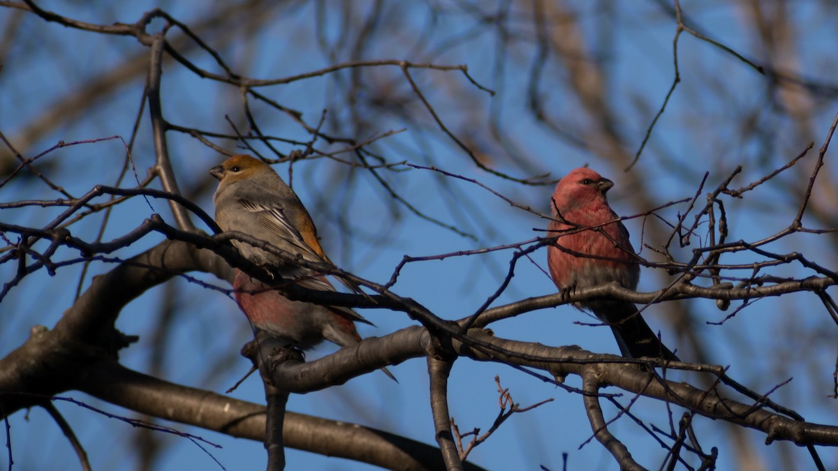 Pine Grosbeak - ML276204771