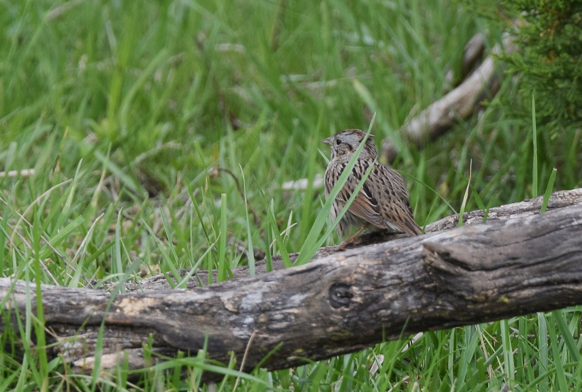 Lincoln's Sparrow - ML27620581