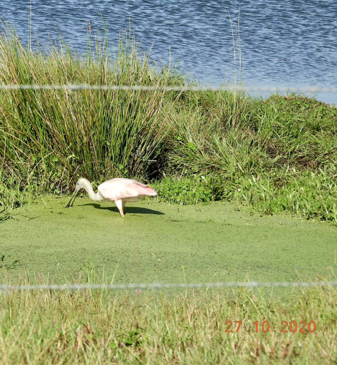 Roseate Spoonbill - ML276205921