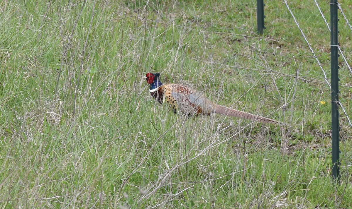 Ring-necked Pheasant - ML27620621