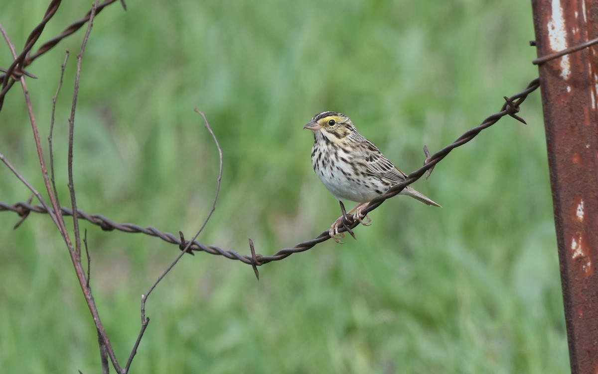 Savannah Sparrow - ML27620681