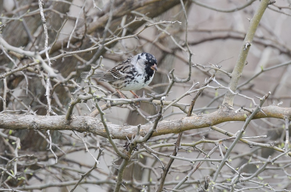 Harris's Sparrow - ML27620711