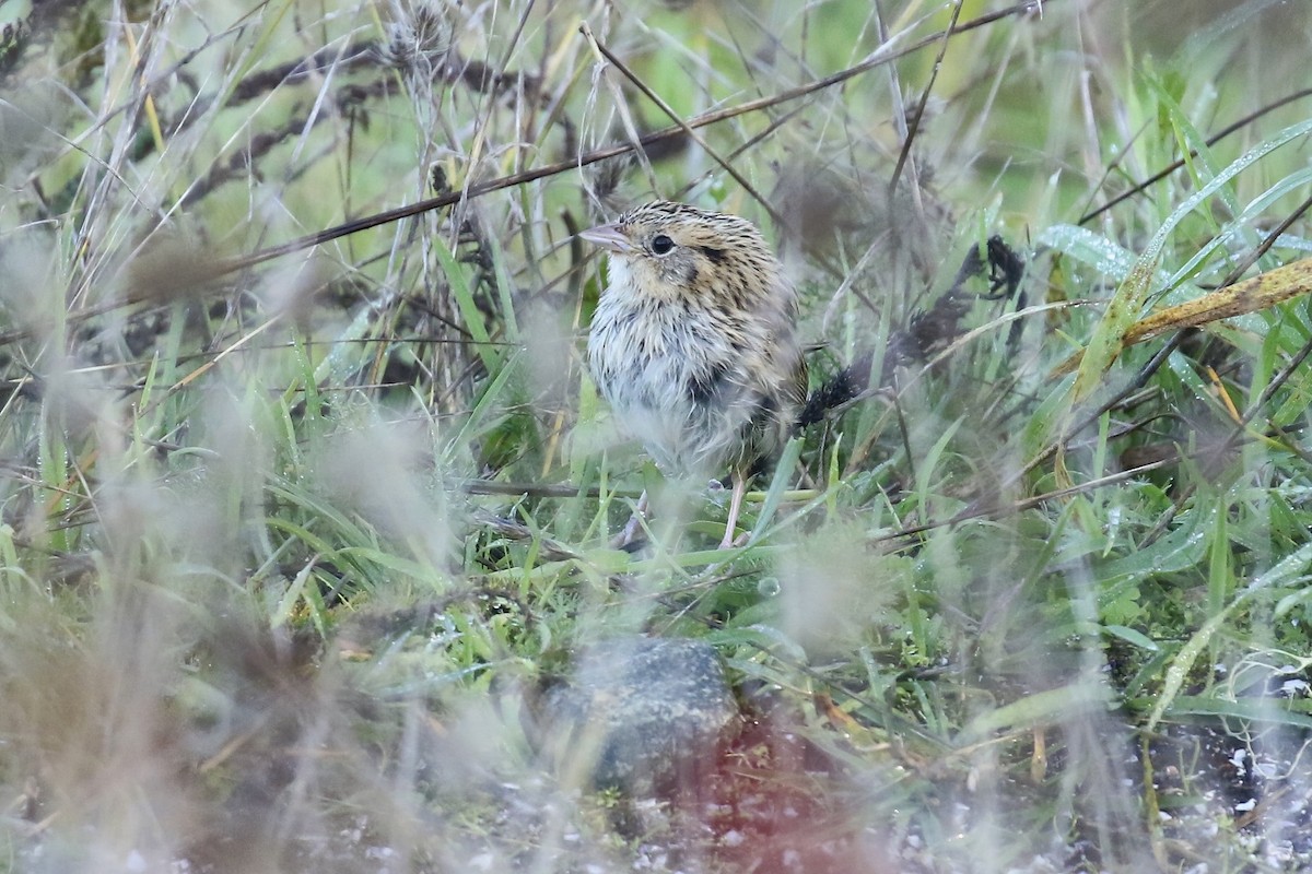 LeConte's Sparrow - ML276207281