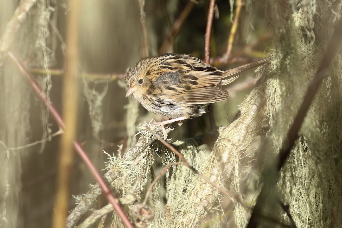 LeConte's Sparrow - ML276207621