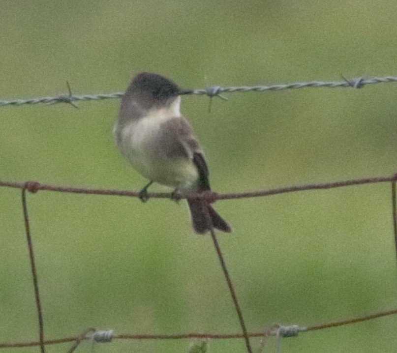 Eastern Phoebe - ML276208951