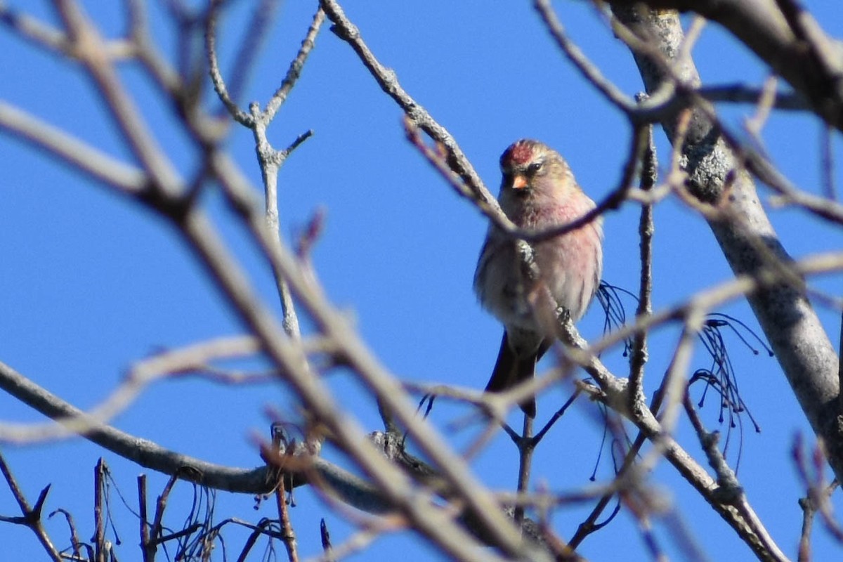 Redpoll (Common) - Andrea Heine