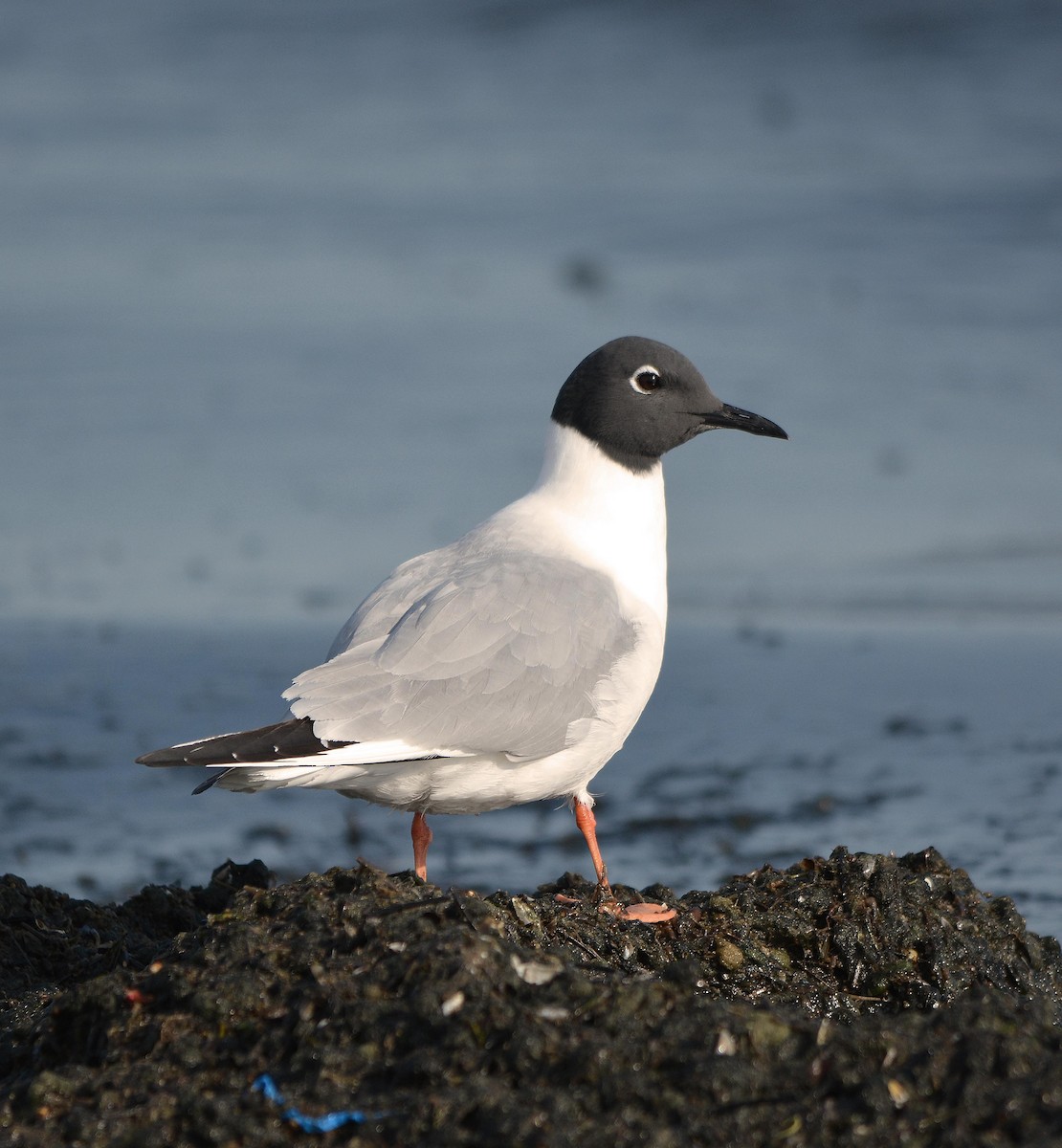 Bonaparte's Gull - HEMANT KISHAN