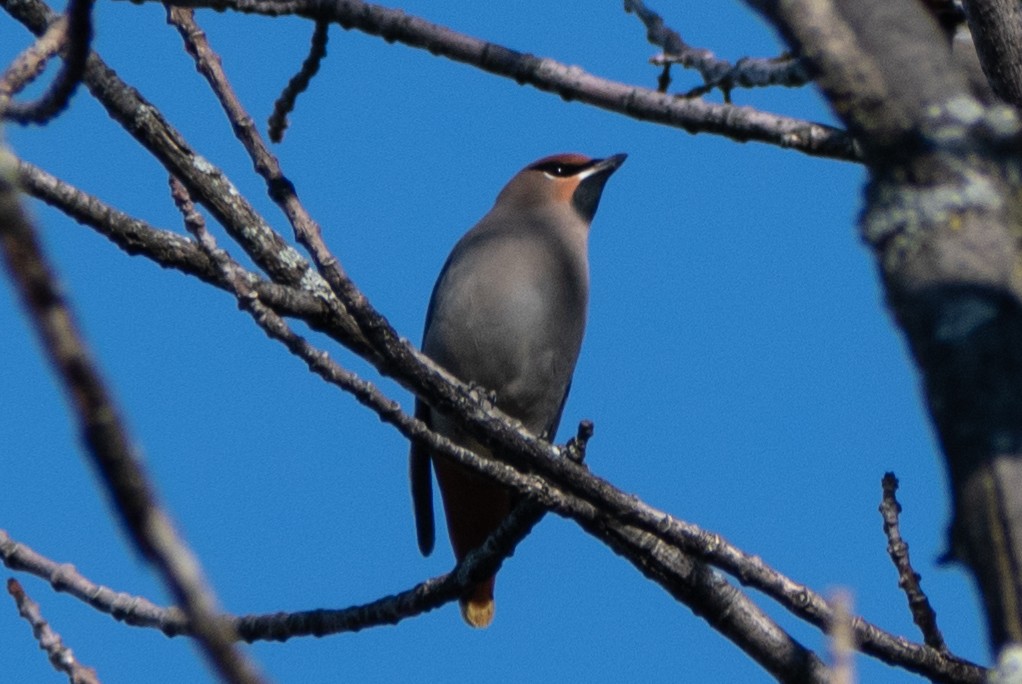 Bohemian Waxwing - ML276213291