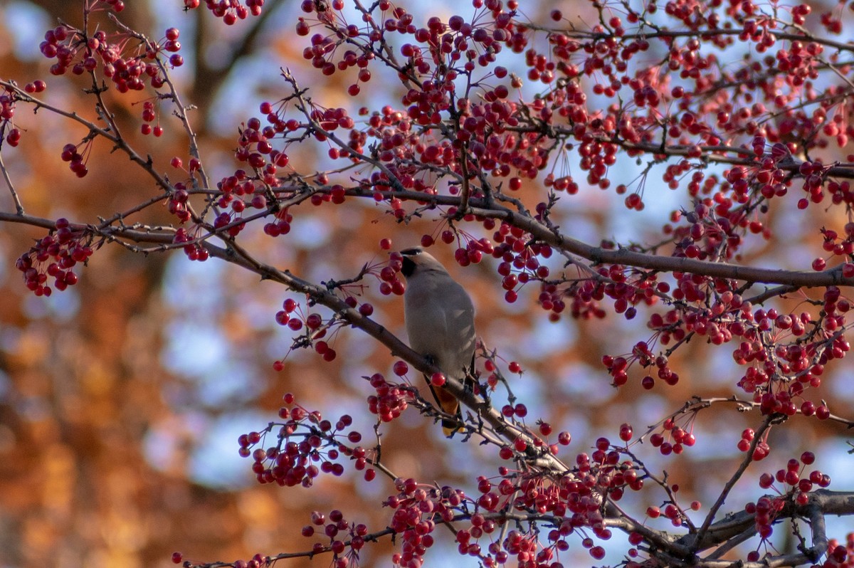 Bohemian Waxwing - ML276213311