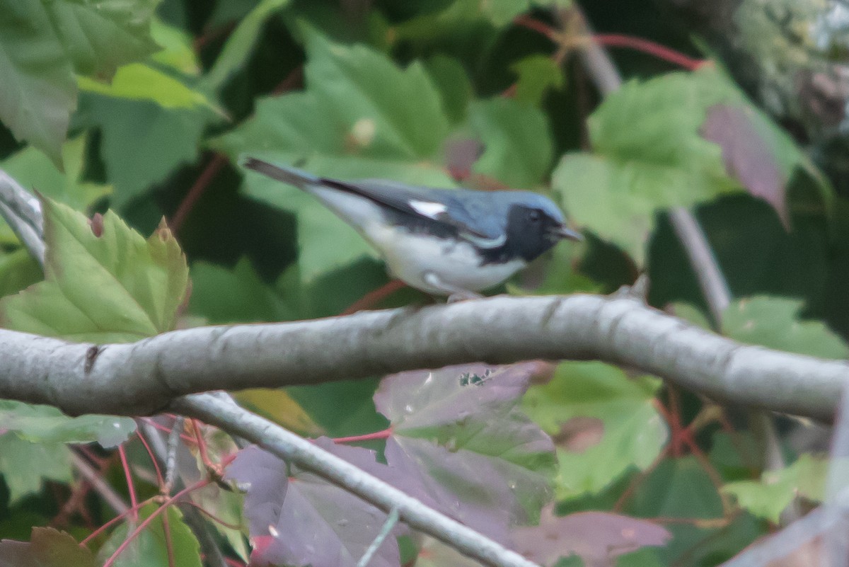 Black-throated Blue Warbler - ML276213331