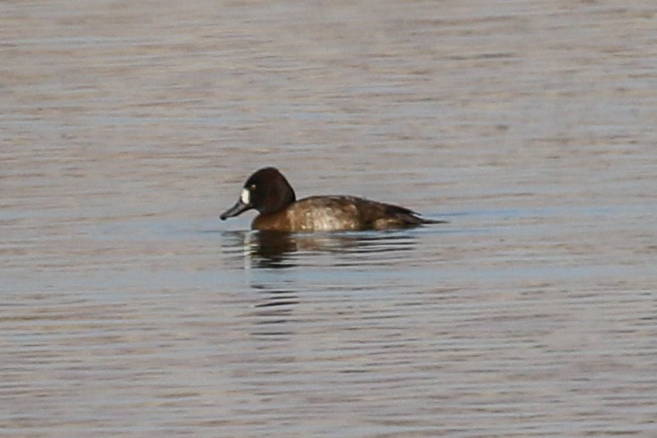 Lesser Scaup - ML276214511