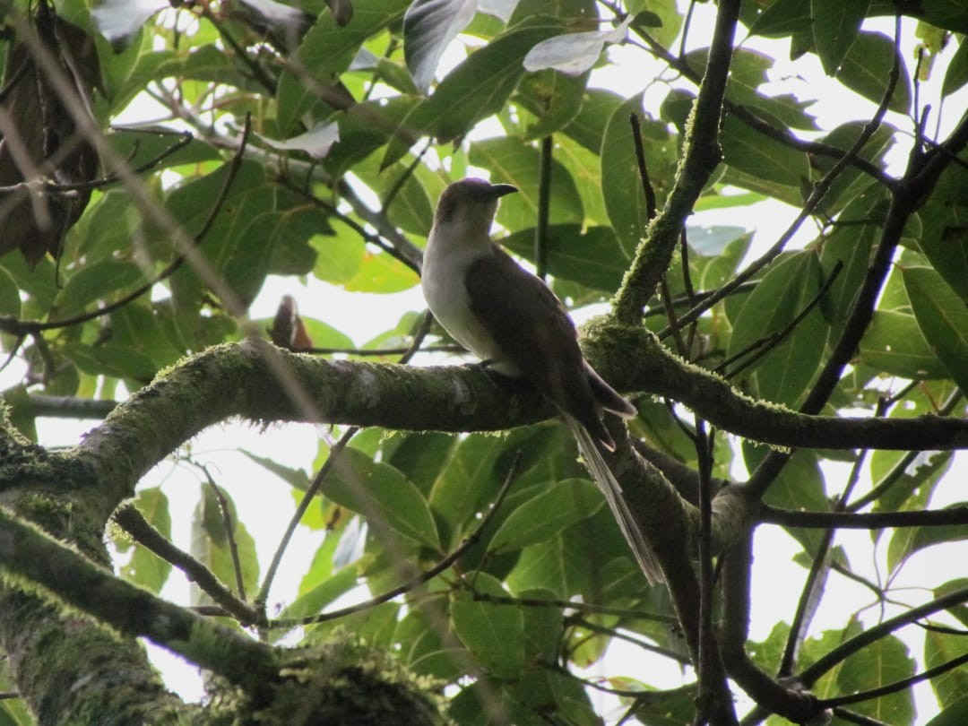 Black-billed Cuckoo - Neotropical Flyways Project Central America