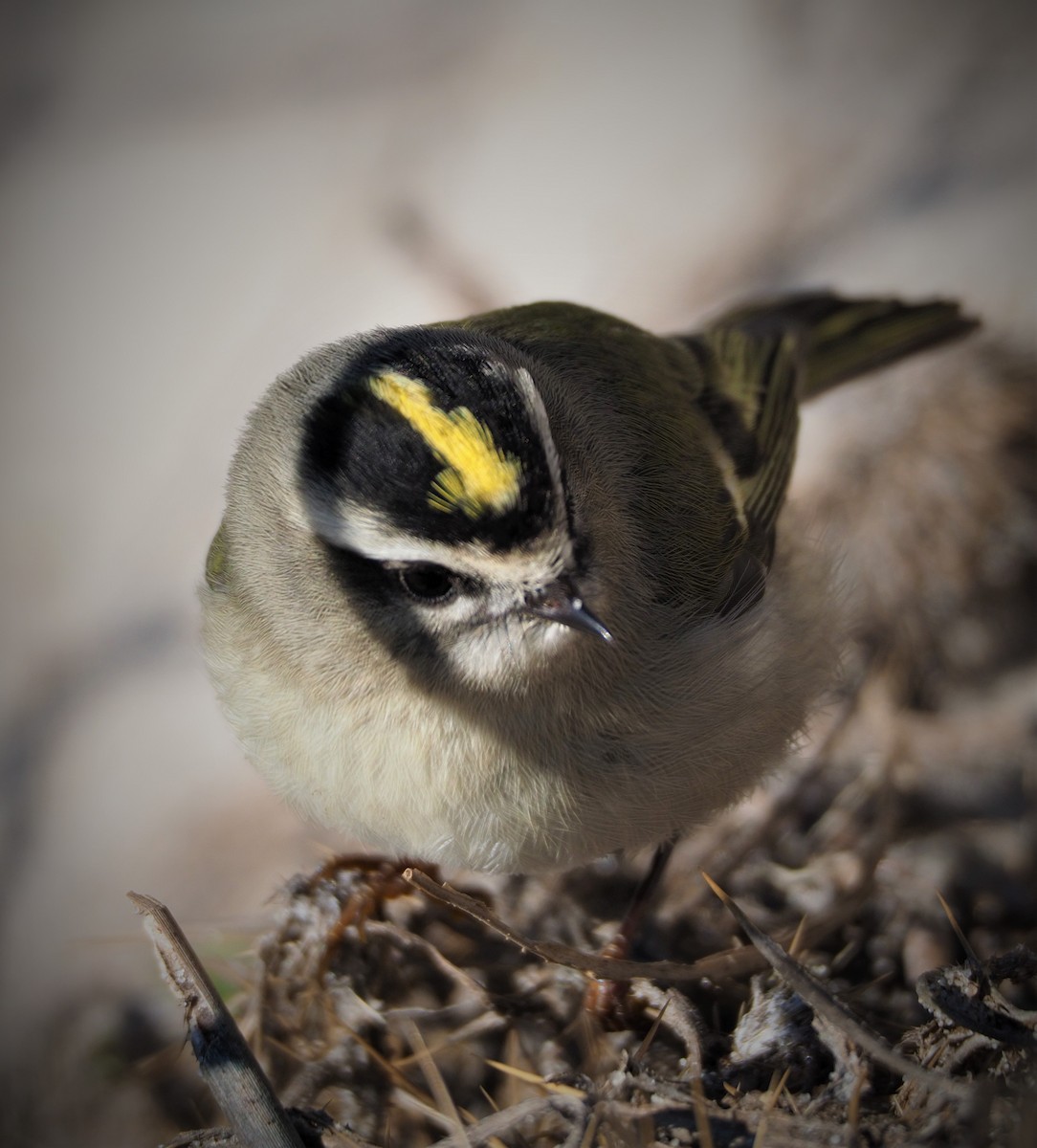 Golden-crowned Kinglet - ML276222331