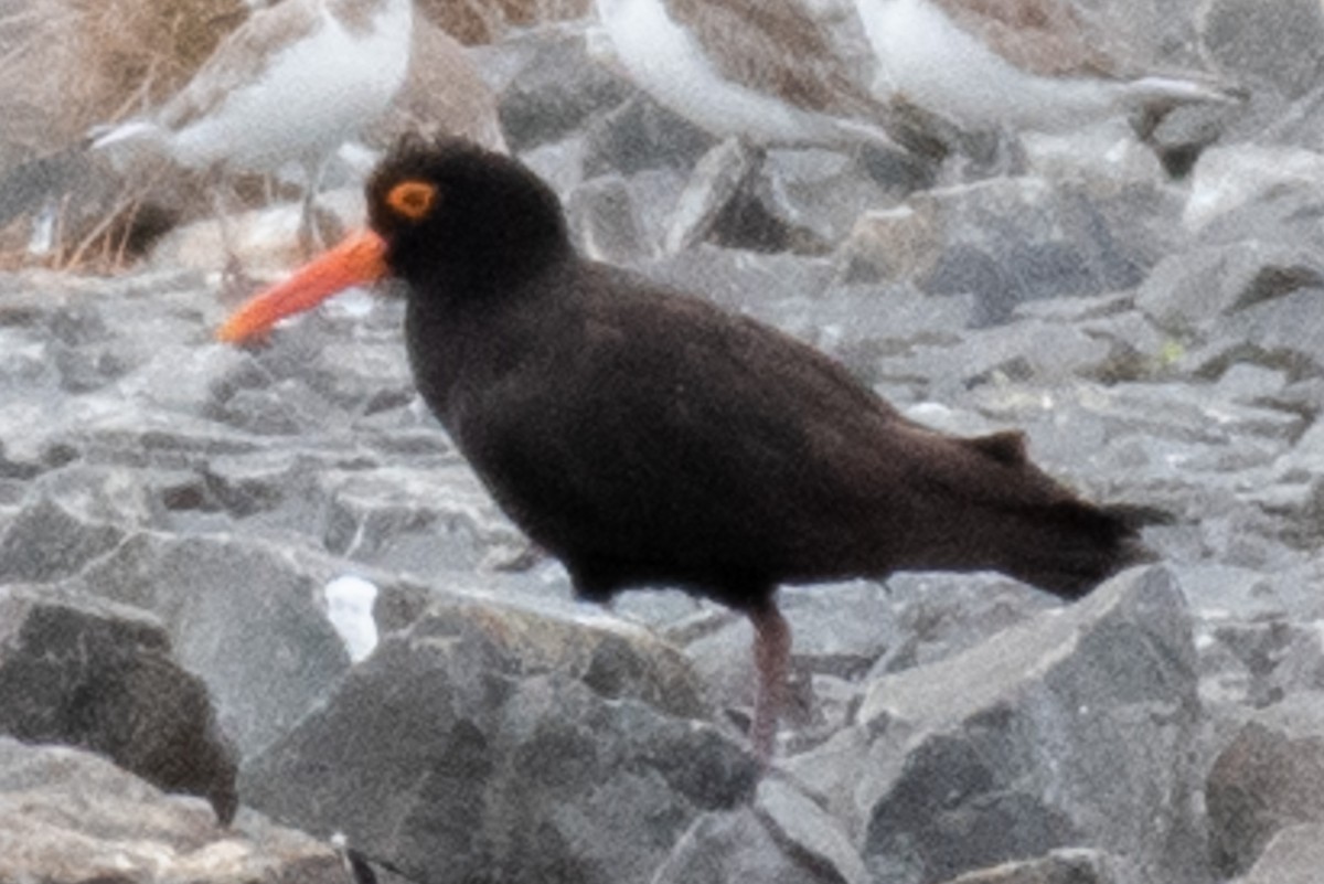 Ostrero Negro Australiano - ML276224211