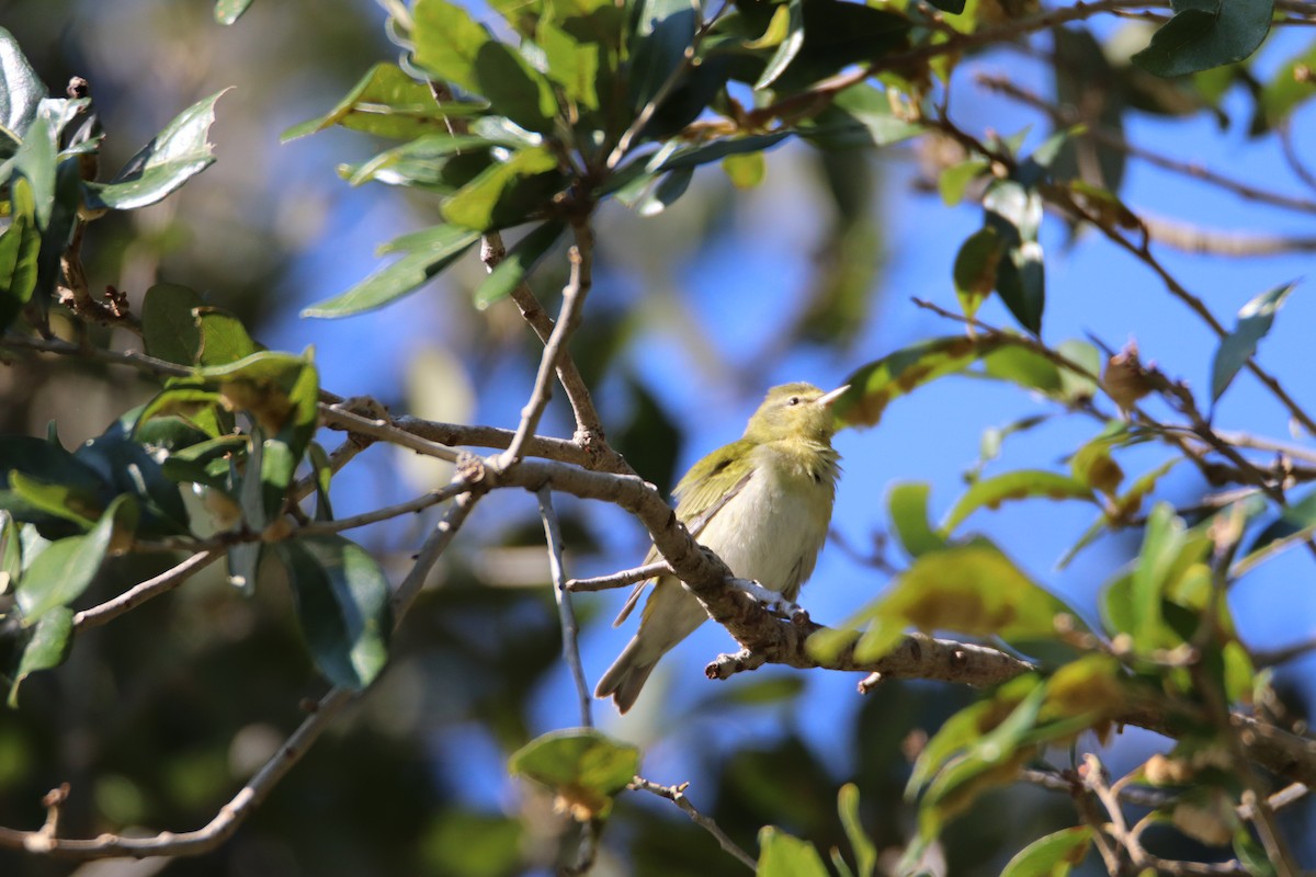 Tennessee Warbler - ML276224241