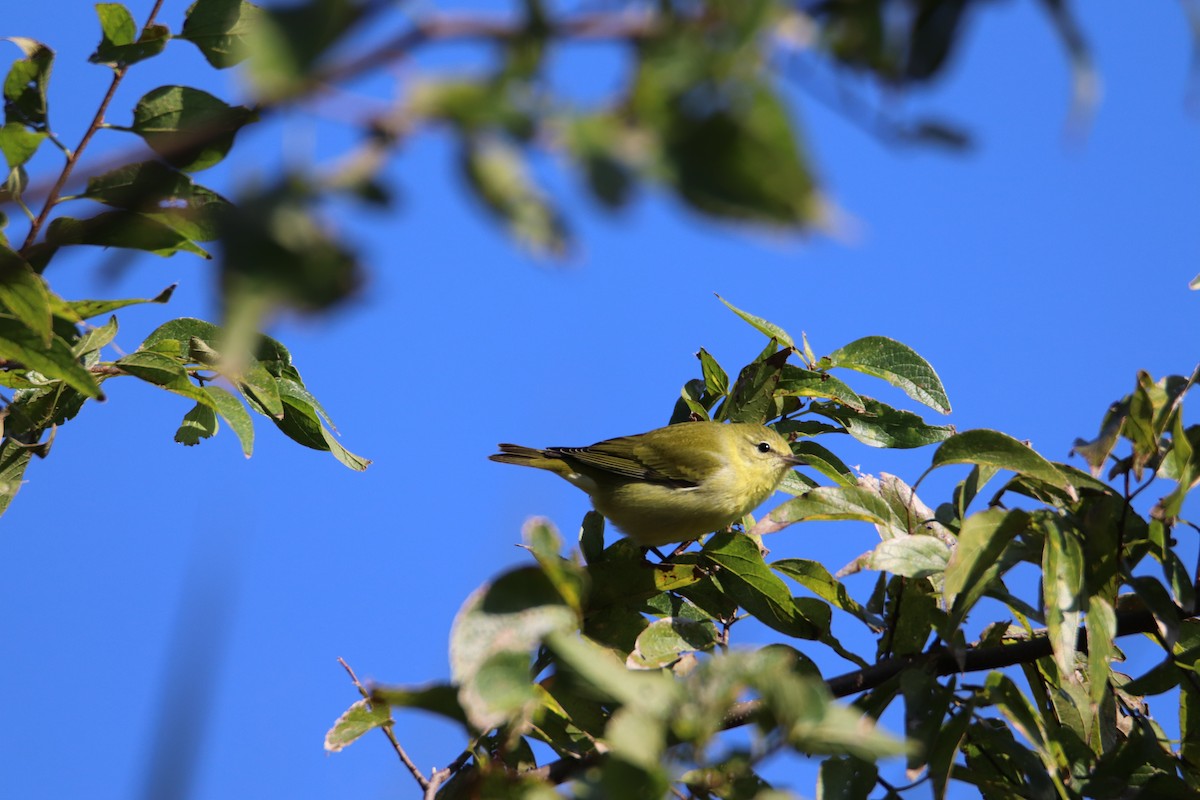 Tennessee Warbler - ML276224261