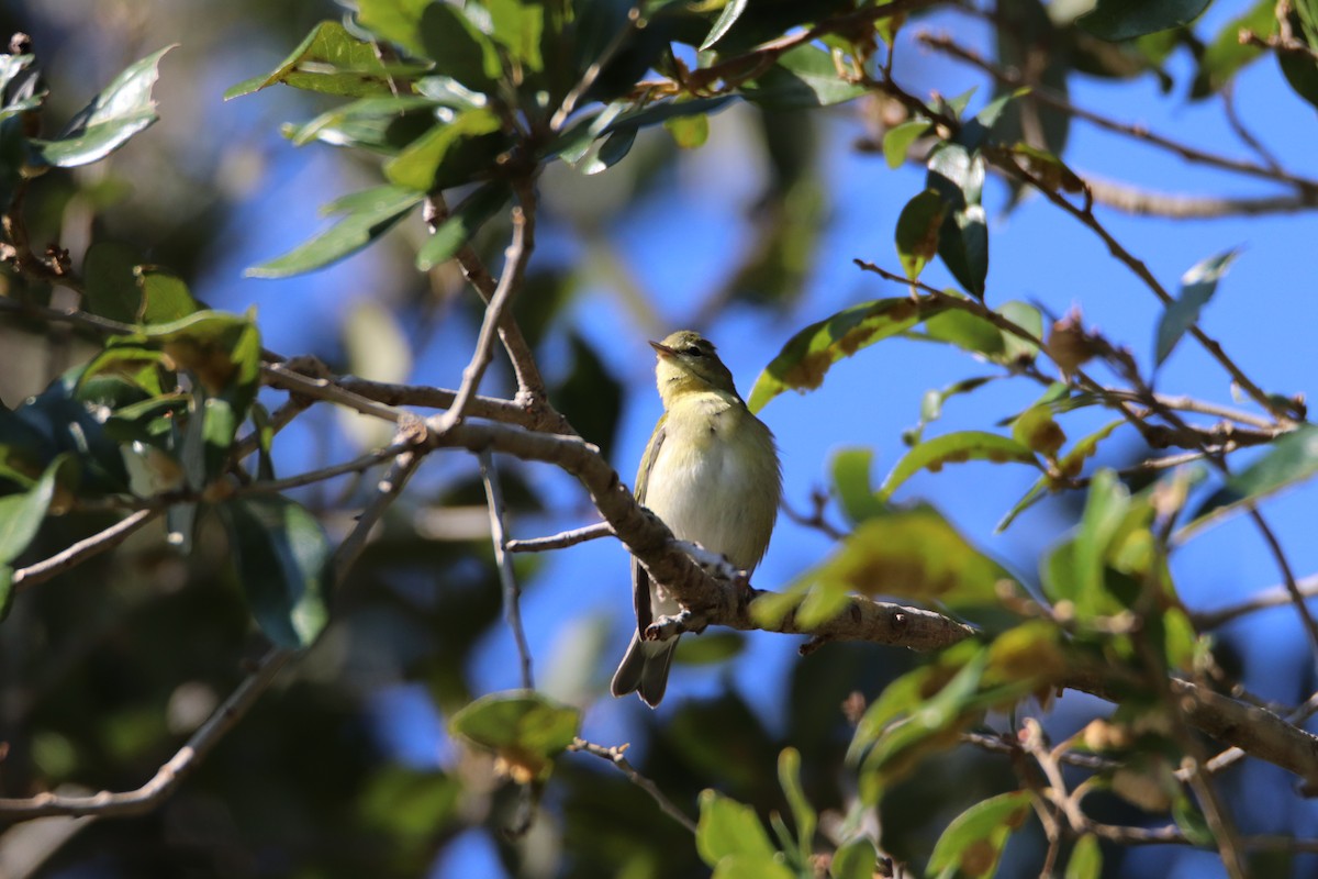 Tennessee Warbler - ML276224271