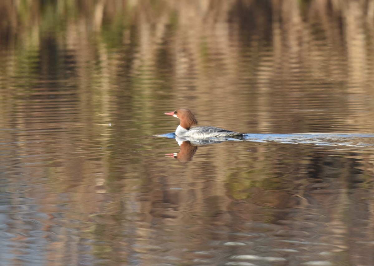 Common Merganser (North American) - ML276224661