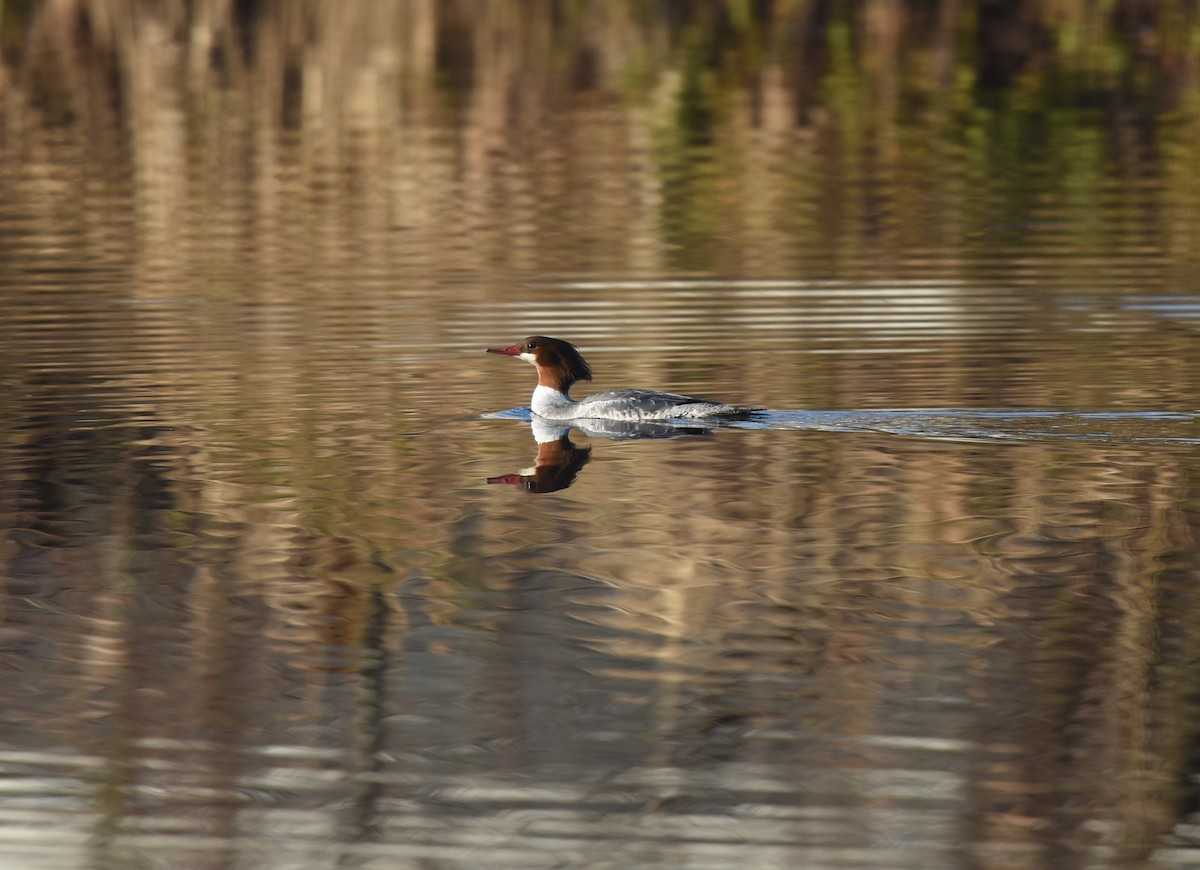 Common Merganser (North American) - ML276225021