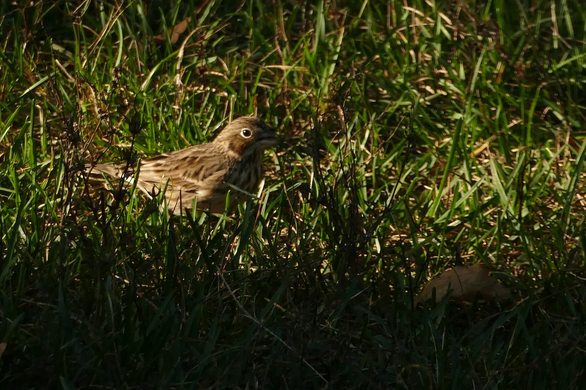 Vesper Sparrow - ML276225591