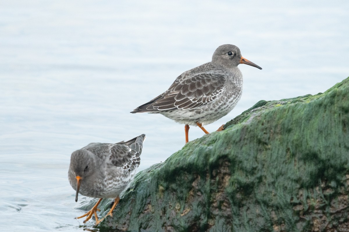 Purple Sandpiper - Ryan Griffiths