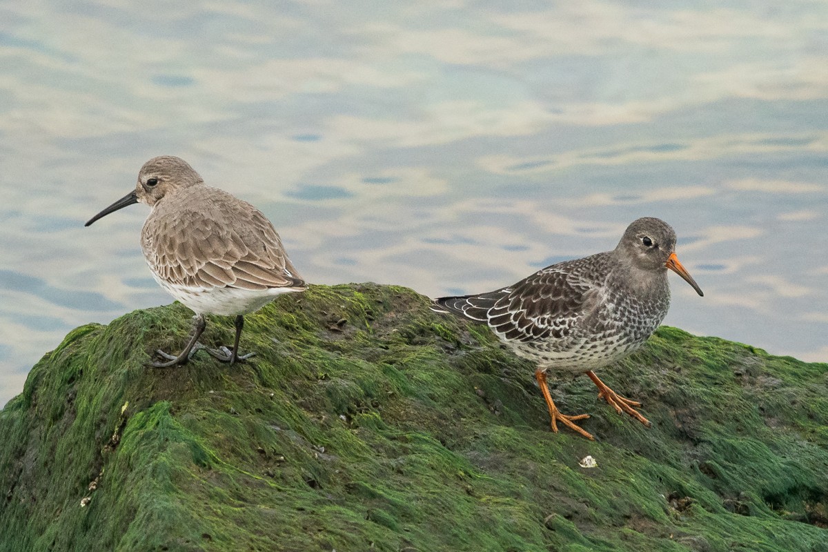 Purple Sandpiper - Ryan Griffiths