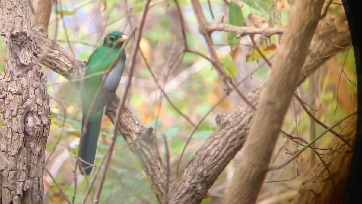 trogon africký - ML276226691