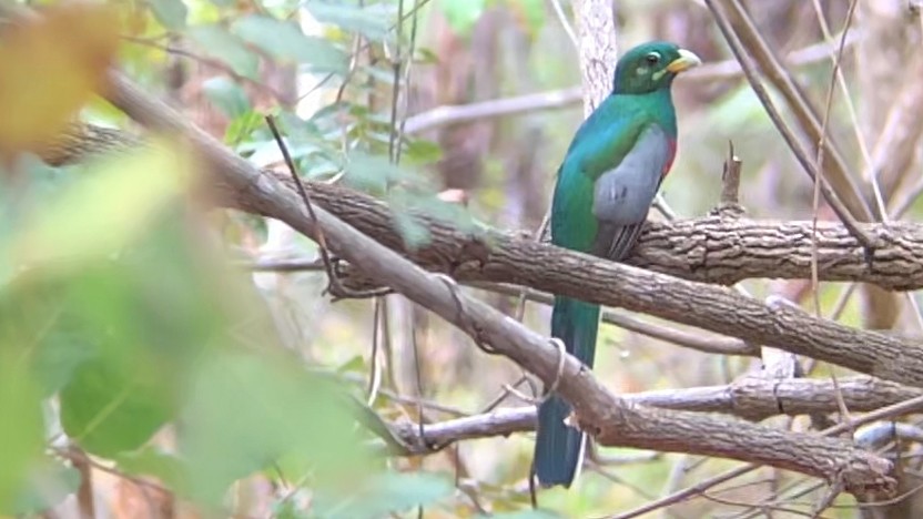 trogon africký - ML276226701