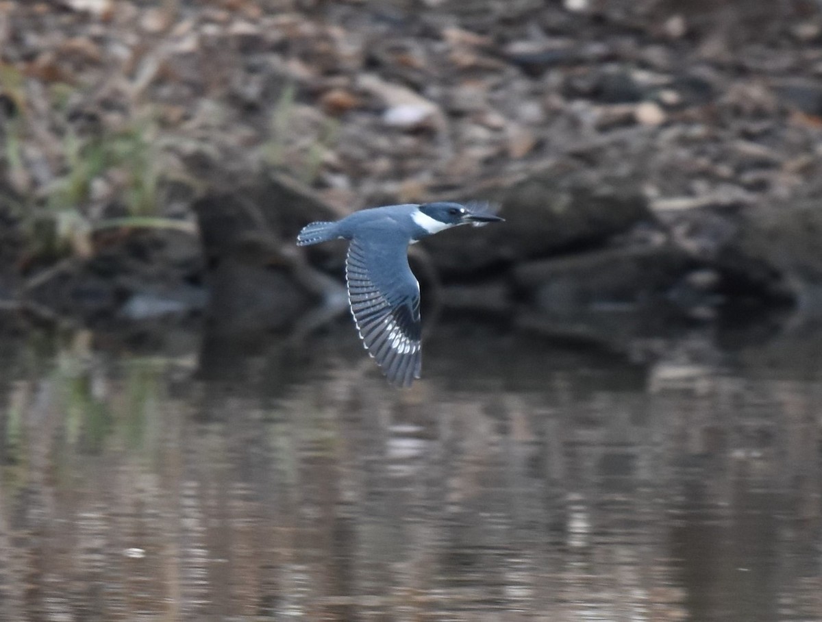 Belted Kingfisher - ML276227051