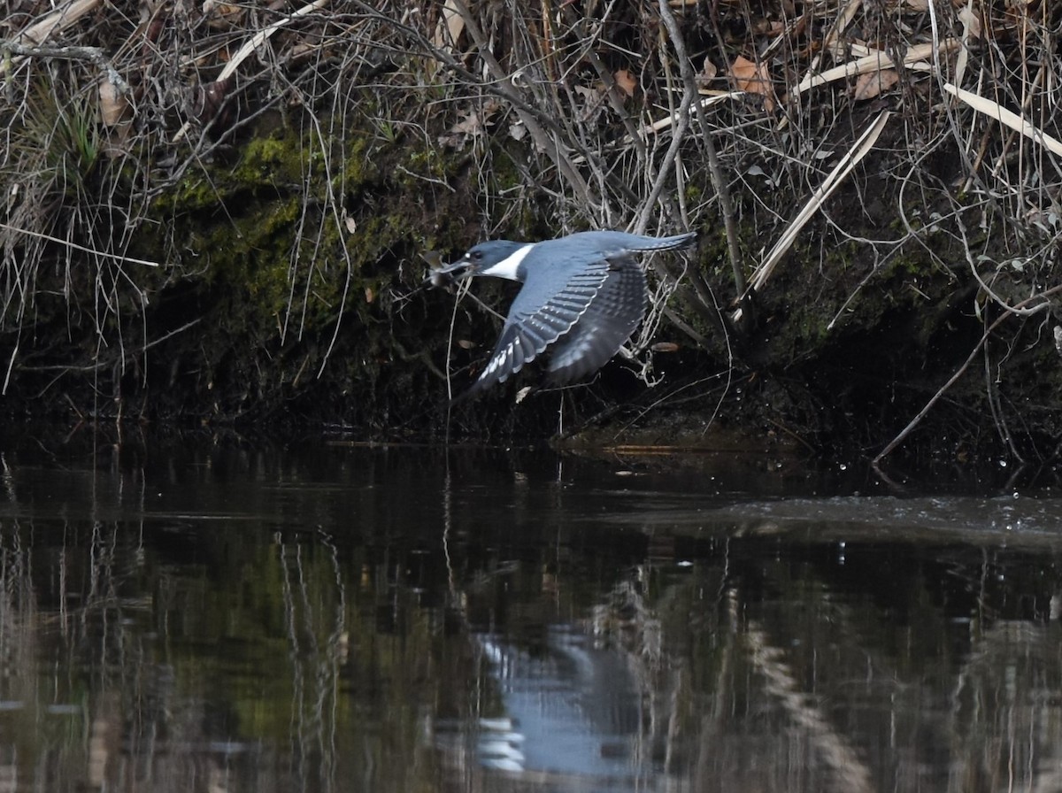 Belted Kingfisher - ML276227081