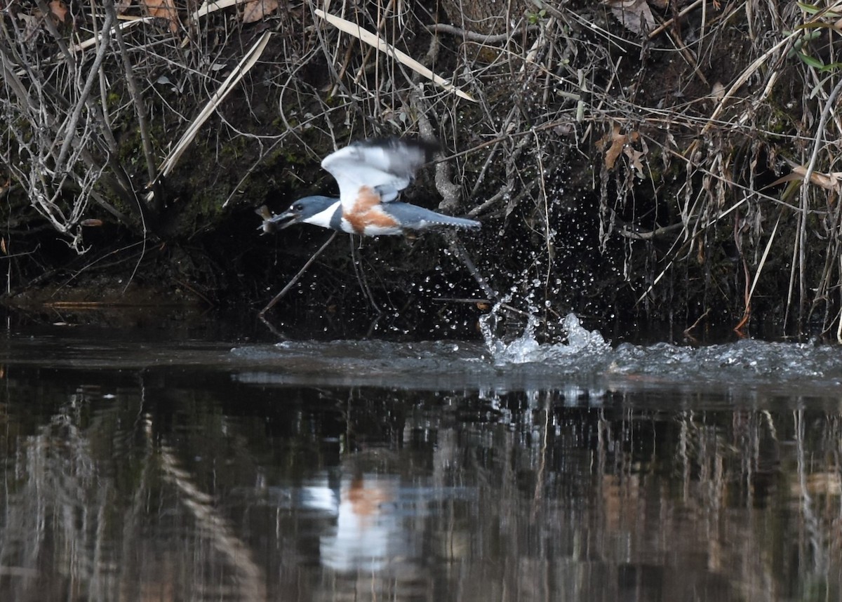 Belted Kingfisher - ML276227091