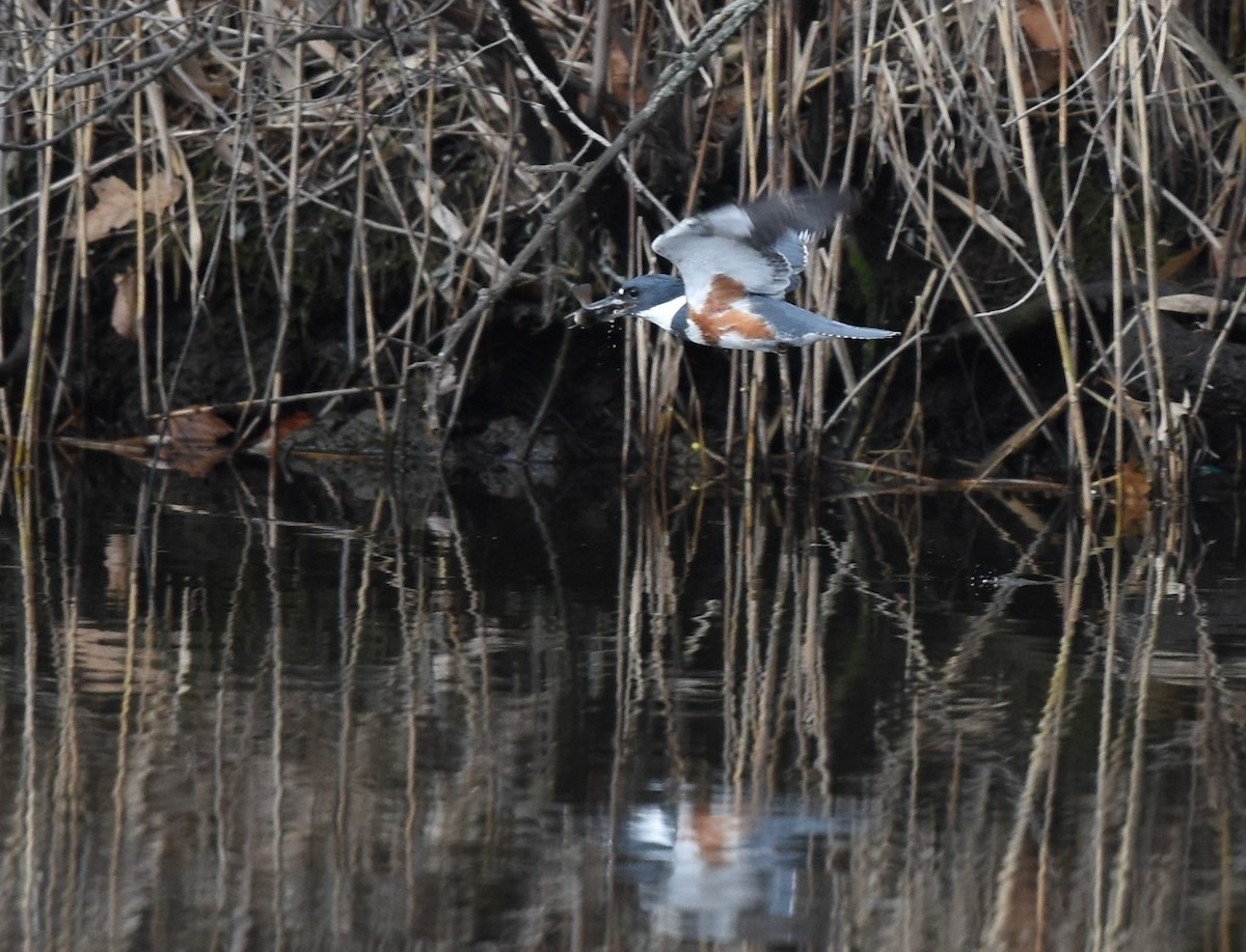 Martin-pêcheur d'Amérique - ML276227131