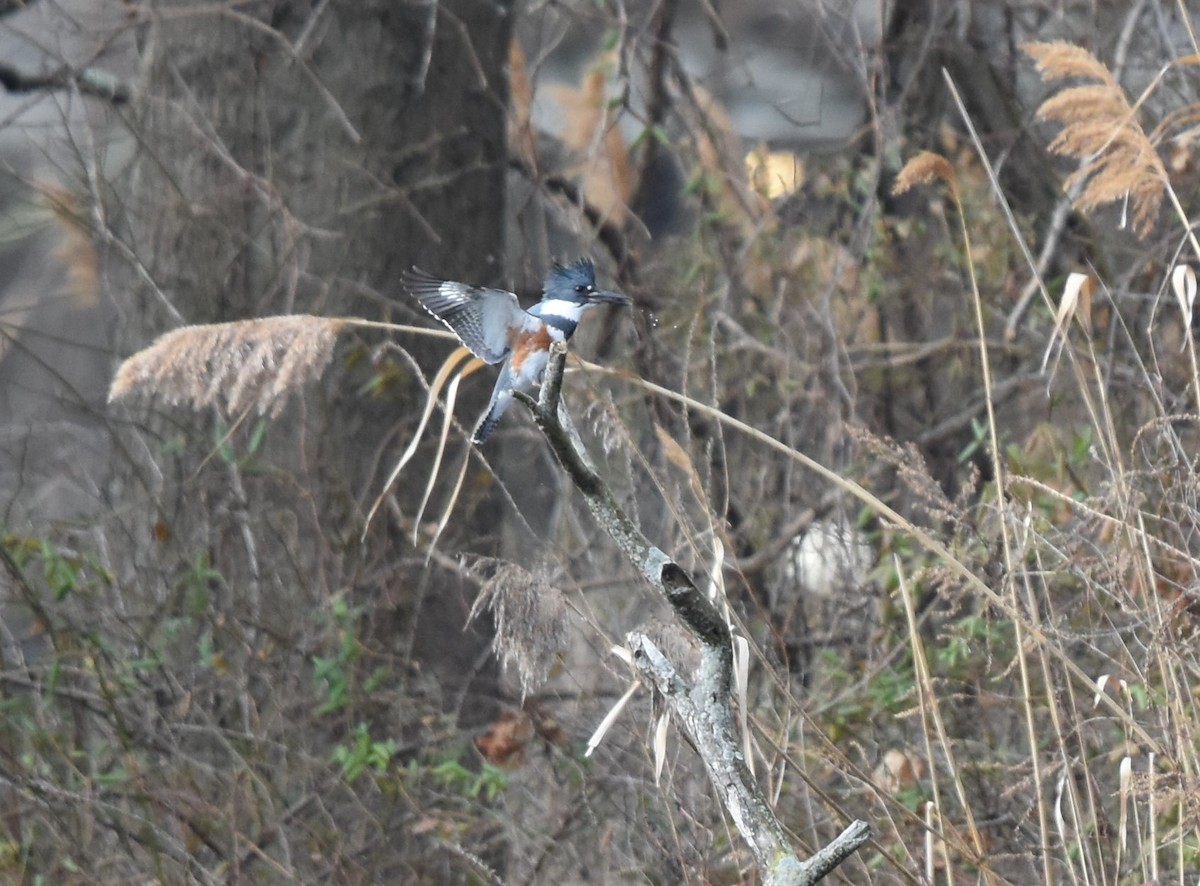 Belted Kingfisher - ML276227151