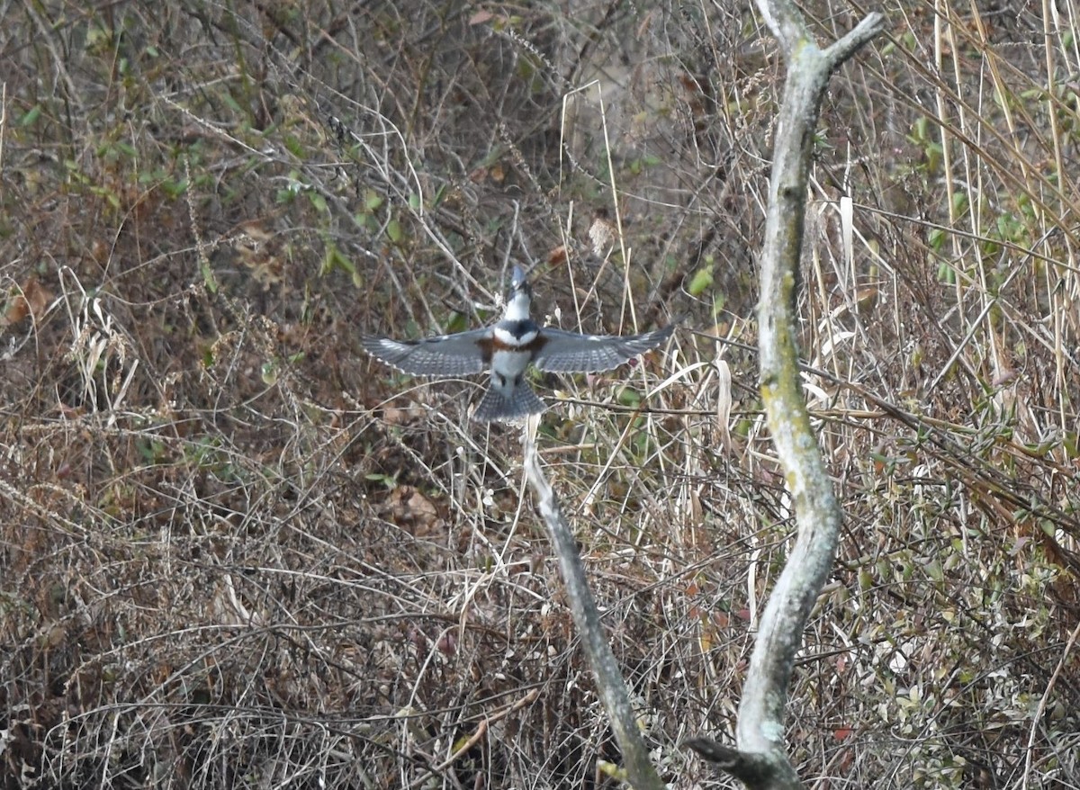 Belted Kingfisher - ML276227161