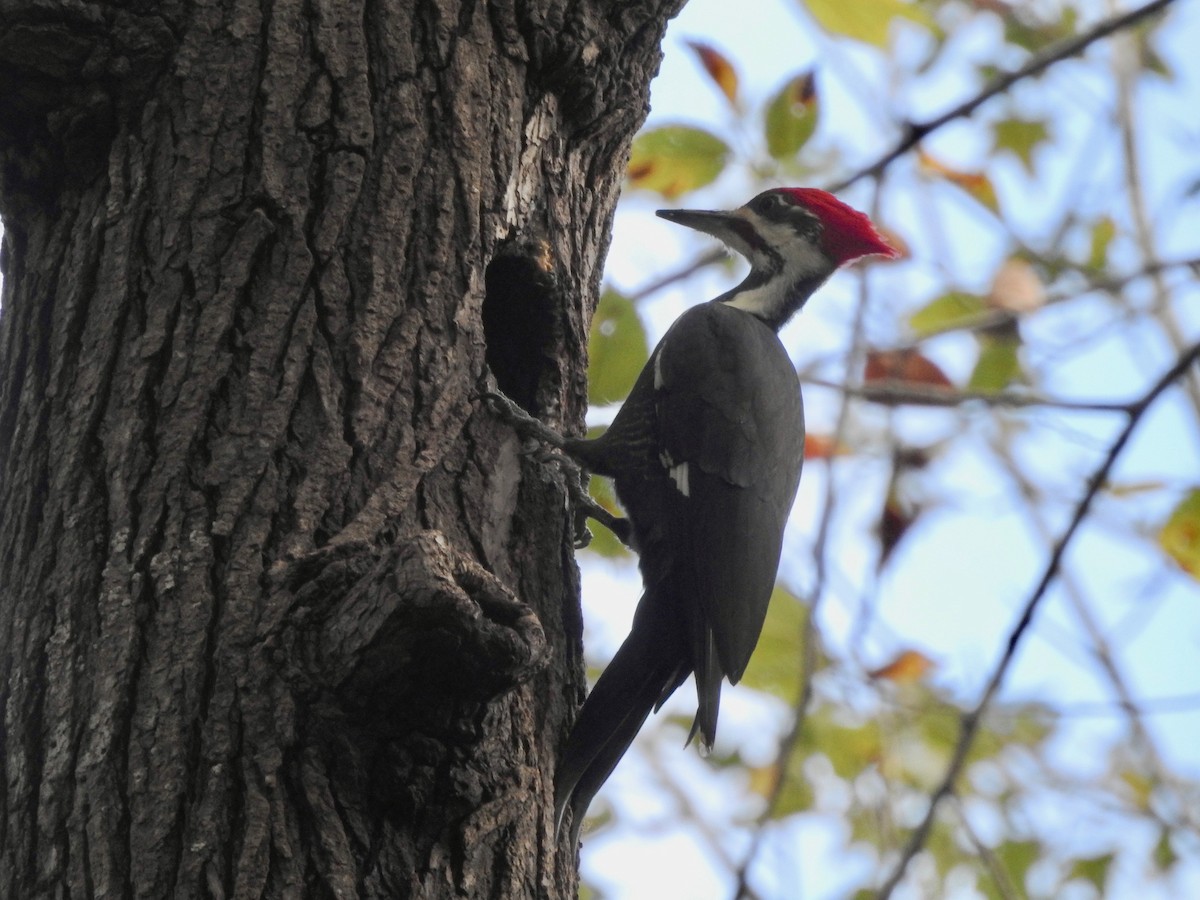 Pileated Woodpecker - ML276227431