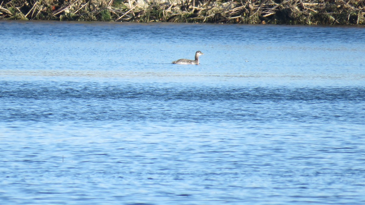 Red-necked Grebe - ML276228181