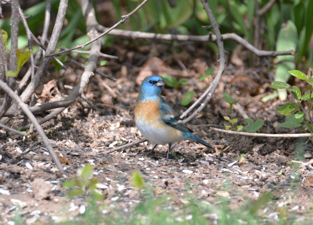 Lazuli Bunting - ML27623111