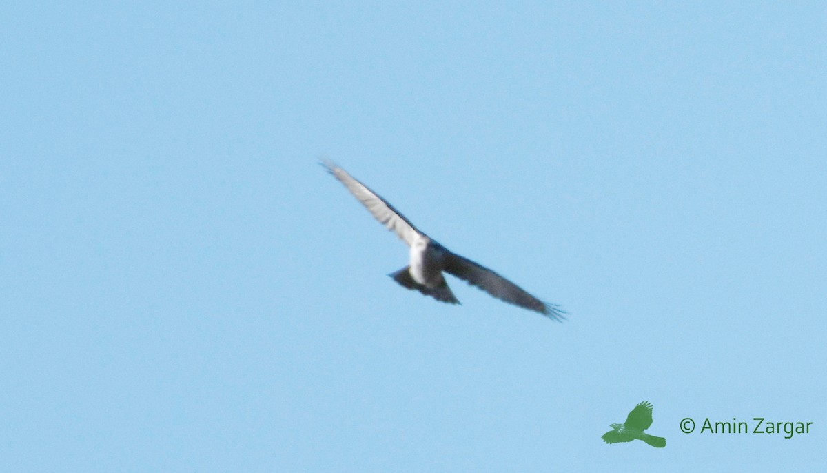 American Goshawk - Amin Zargar