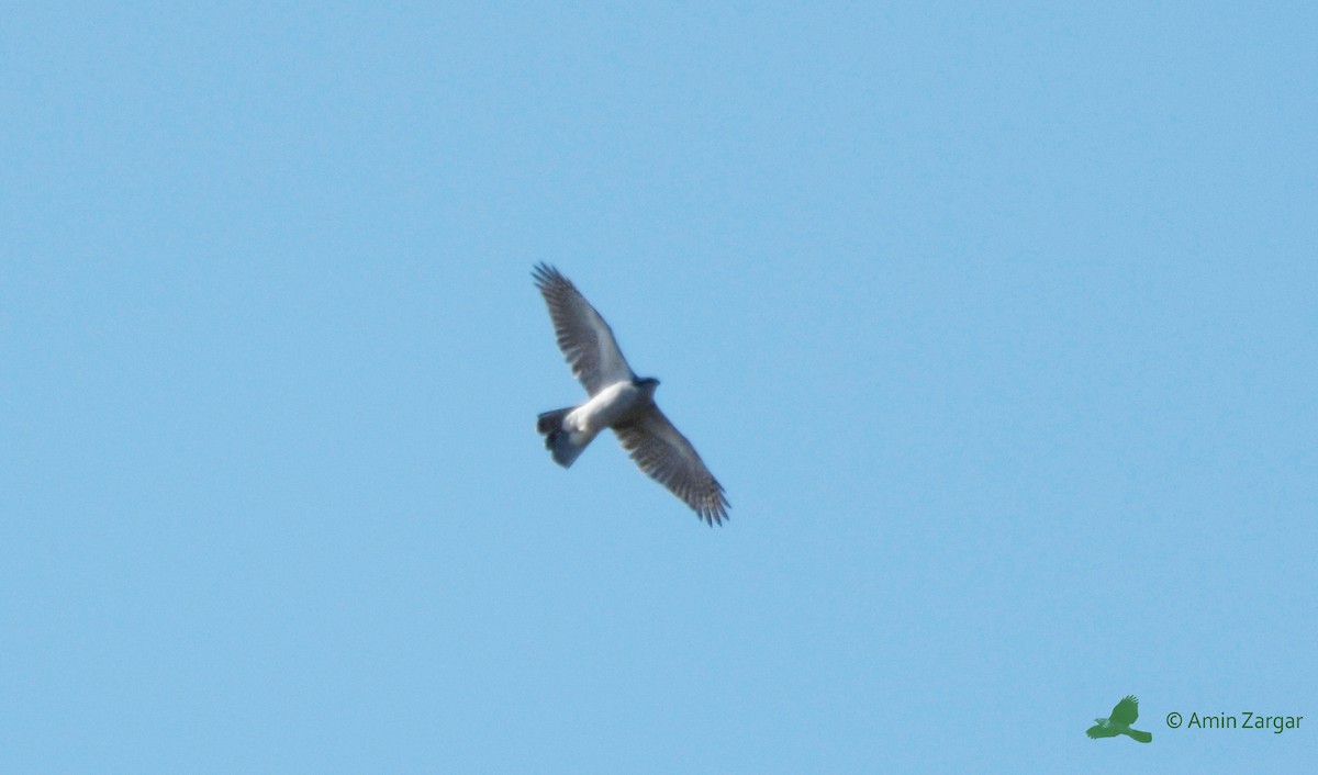 American Goshawk - Amin Zargar