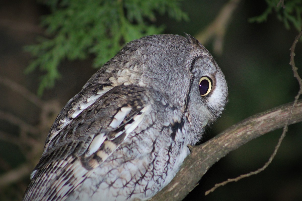 Eastern Screech-Owl - Kade Lockhart