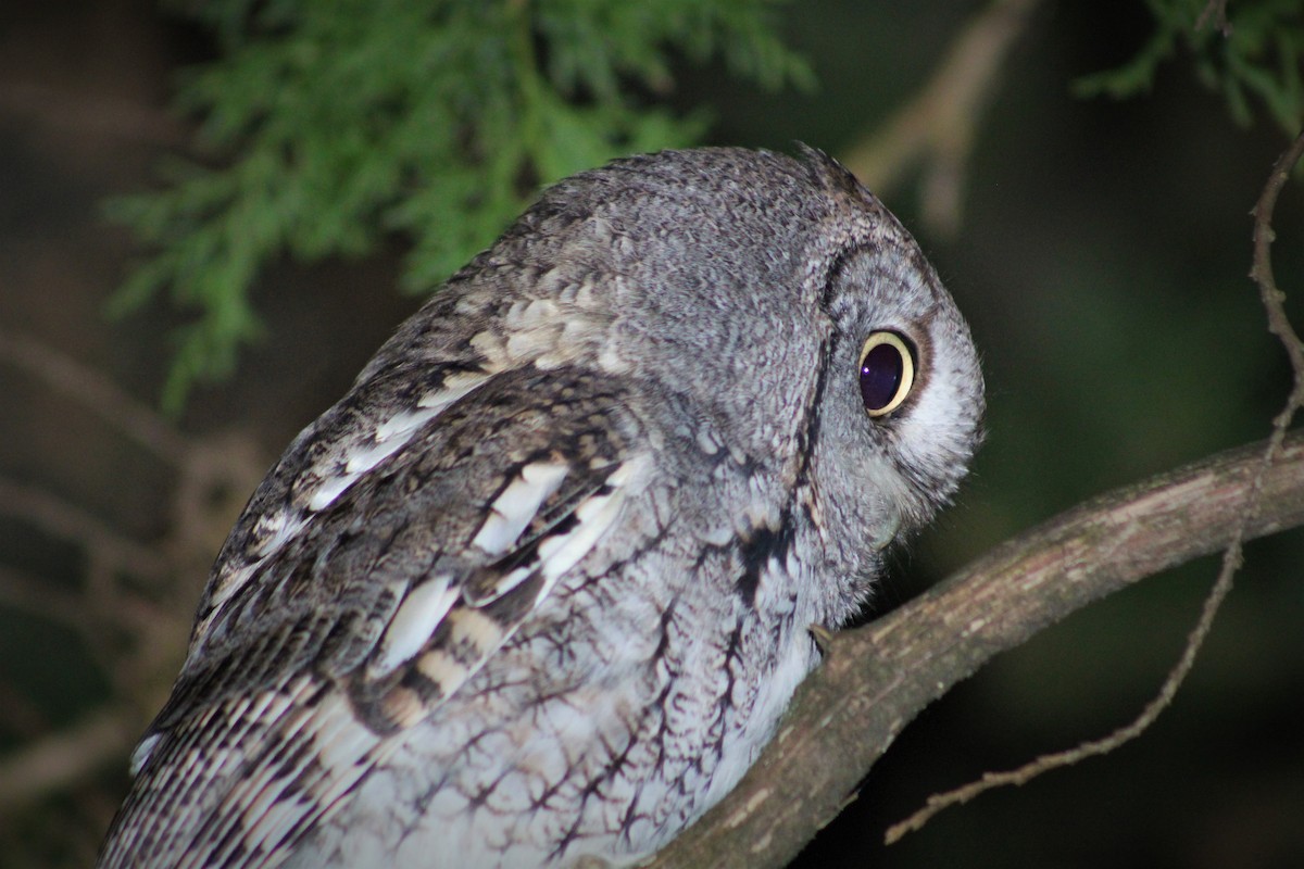 Eastern Screech-Owl - ML276235241