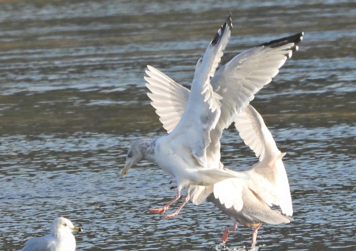 Glaucous Gull - ML276235811