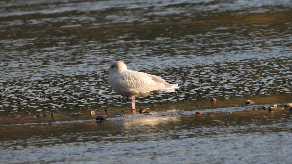 Glaucous Gull - ML276235911