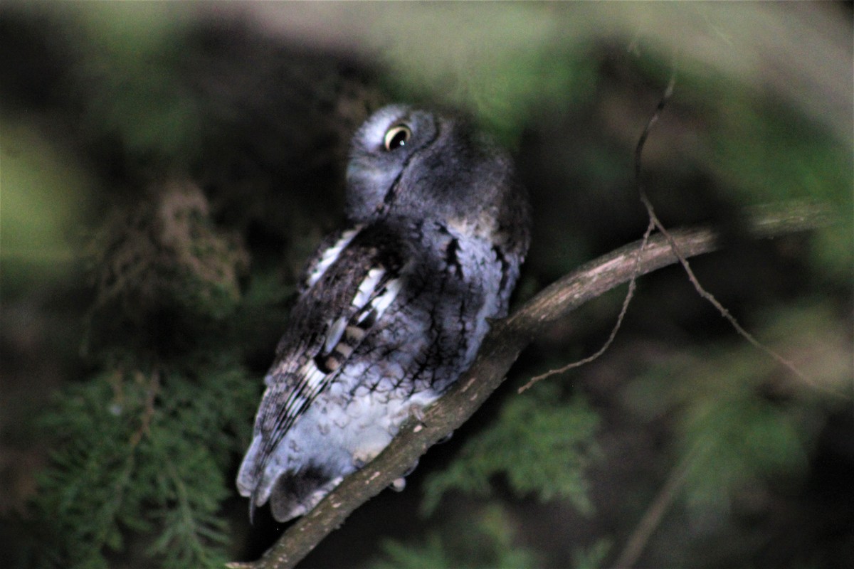 Eastern Screech-Owl - ML276237281