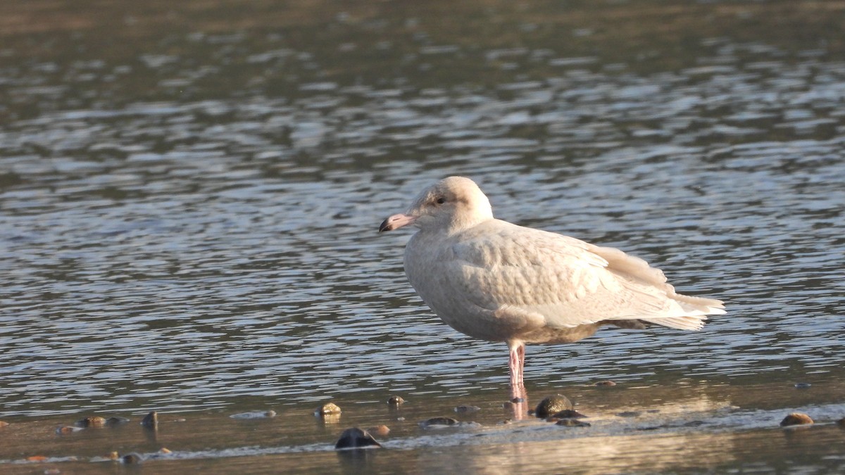 Glaucous Gull - ML276237761