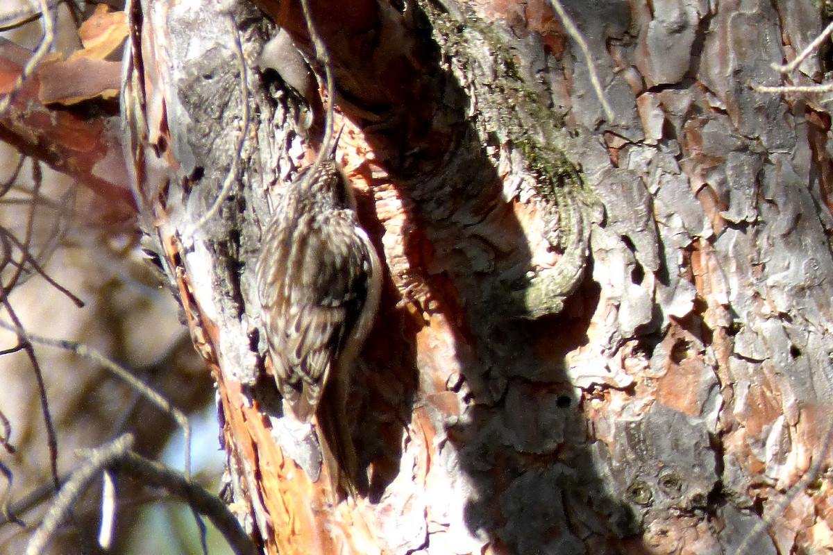 Brown Creeper - ML27623801