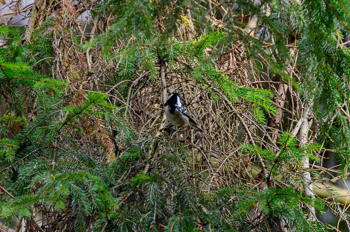 Coal Tit - ML276238741