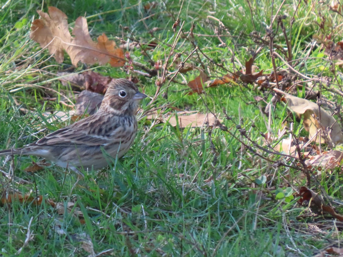 Vesper Sparrow - ML276241511