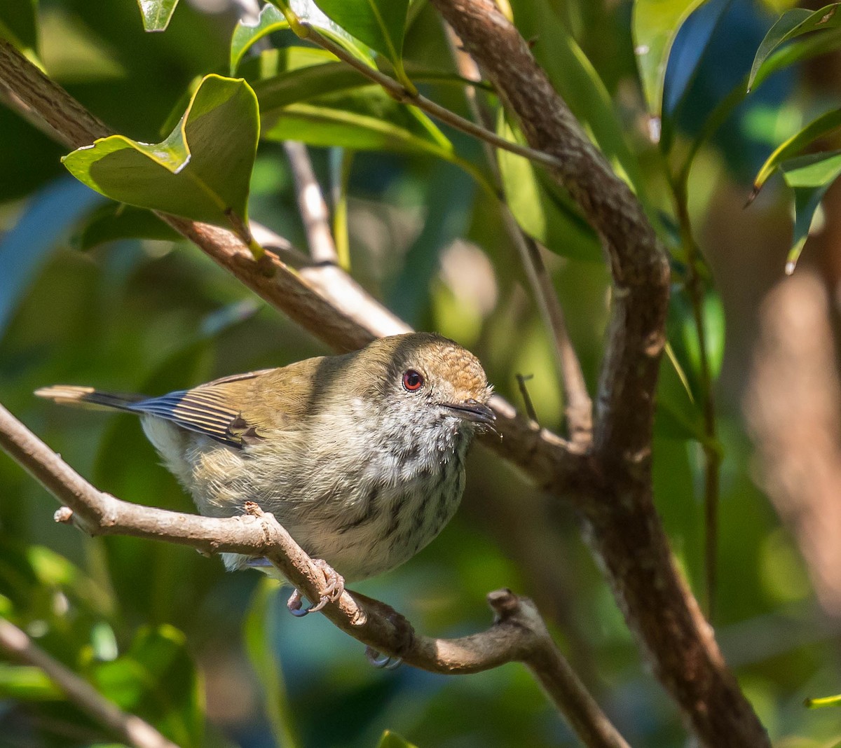 Brown Thornbill - ML276241561